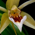 Coelogyne_lawrenceana5.jpg