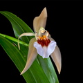Coelogyne lawrenceana