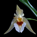 Coelogyne lawrenceana