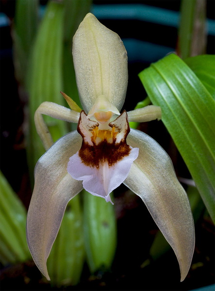 Coelogyne lawrenceana