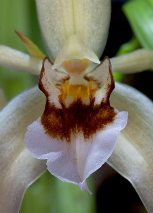 Coelogyne lawrenceana