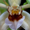 Coelogyne lawrenceana