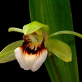 Coelogyne marmorata