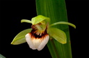 Coelogyne marmorata