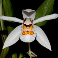 Coelogyne nitida