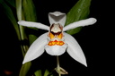 Coelogyne