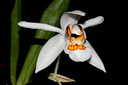 Coelogyne nitida