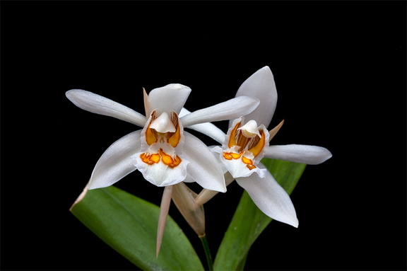 Coelogyne nitida