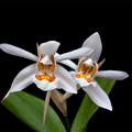 Coelogyne nitida