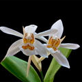 Coelogyne_nitida4.jpg