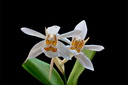 Coelogyne nitida