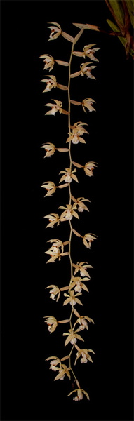Coelogyne rochussenii de Vriese Coelogyne_rochussenii1.jpg