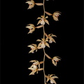 Coelogyne rochussenii