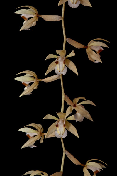 Coelogyne rochussenii de Vriese Coelogyne_rochussenii2.jpg