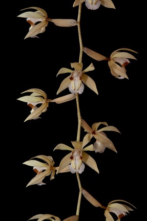 Coelogyne rochussenii