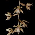 Coelogyne rochussenii