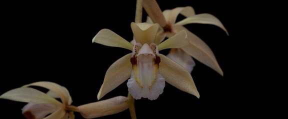 Coelogyne rochussenii