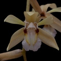 Coelogyne rochussenii