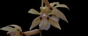 Coelogyne rochussenii