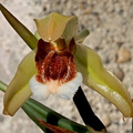 Coelogyne speciosa