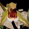 Coelogyne speciosa