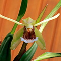 Coelogyne speciosa