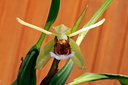 Coelogyne speciosa