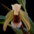 Coelogyne speciosa