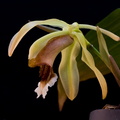 Coelogyne speciosa