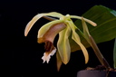 Coelogyne speciosa