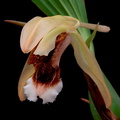 Coelogyne speciosa