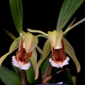 Coelogyne_speciosa8.jpg