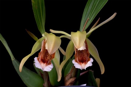 Coelogyne speciosa