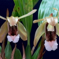 Coelogyne speciosa