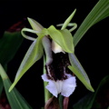 Coelogyne speciosa subsp. speciosa