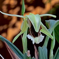 Coelogyne speciosa subsp. speciosa