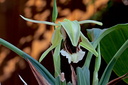 Coelogyne speciosa subsp. speciosa