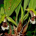 Coelogyne speciosa subsp. speciosa