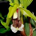 Coelogyne speciosa subsp. speciosa