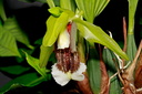 Coelogyne speciosa subsp. speciosa