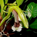 Coelogyne speciosa subsp. speciosa