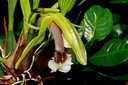 Coelogyne speciosa subsp. speciosa