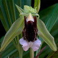 Coelogyne speciosa subsp. speciosa