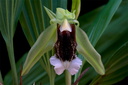 Coelogyne speciosa subsp. speciosa