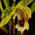 Coelogyne speciosa subsp. speciosa