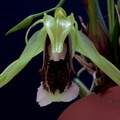 Coelogyne_speciosa_v_speciosa8.jpg