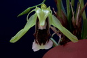 Coelogyne speciosa subsp. speciosa