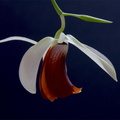 Coelogyne_usitana1.jpg