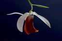 Coelogyne usitana