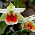 Dendrobium Hsinying Mareezukii